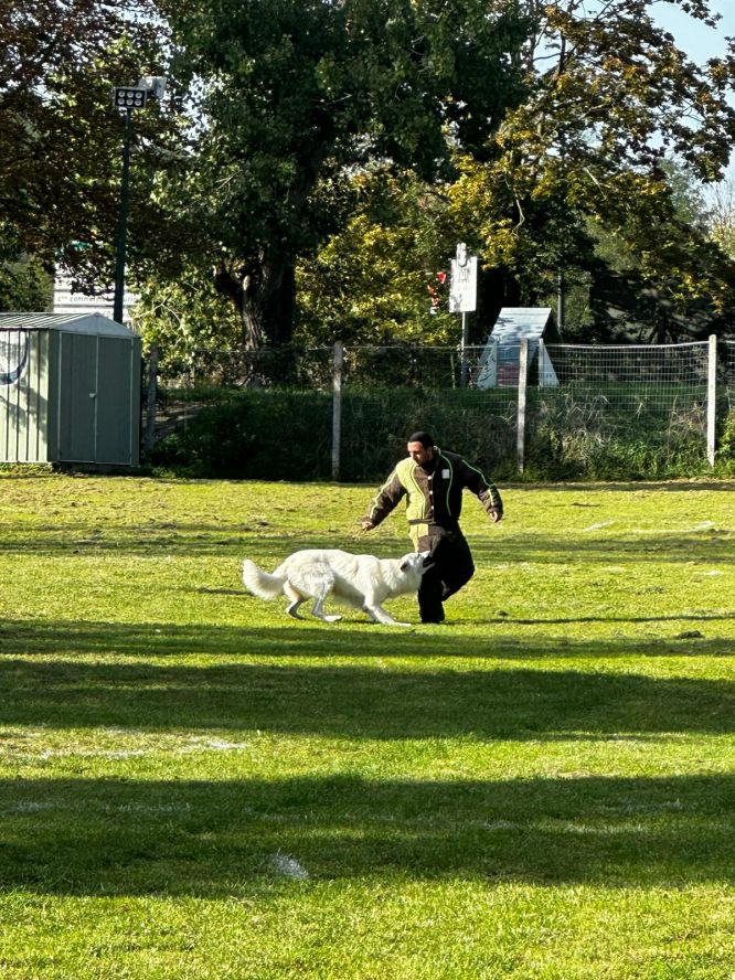 Résultats du Berger Blanc Suisse en ring
