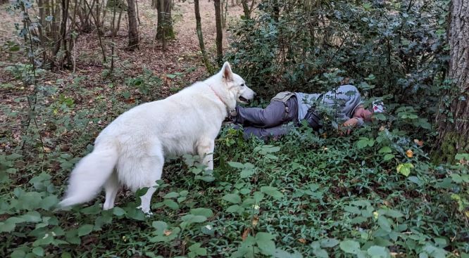 Résultats du Berger Blanc Suisse en sauvetage