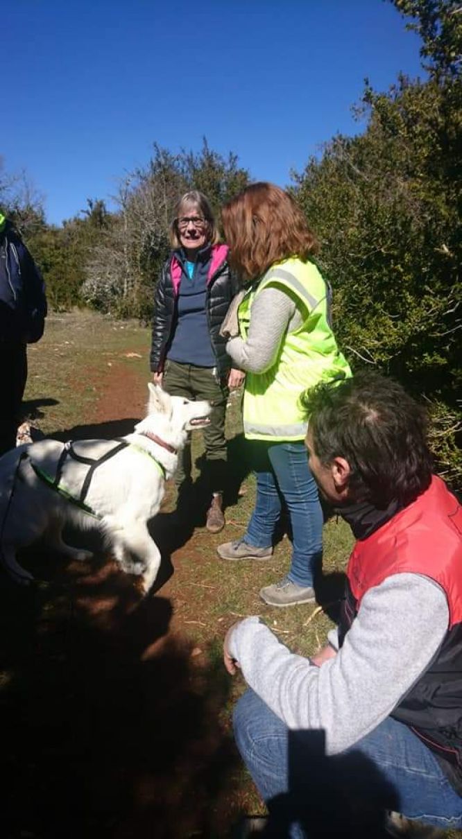 Résultats du Berger Blanc Suisse en RU