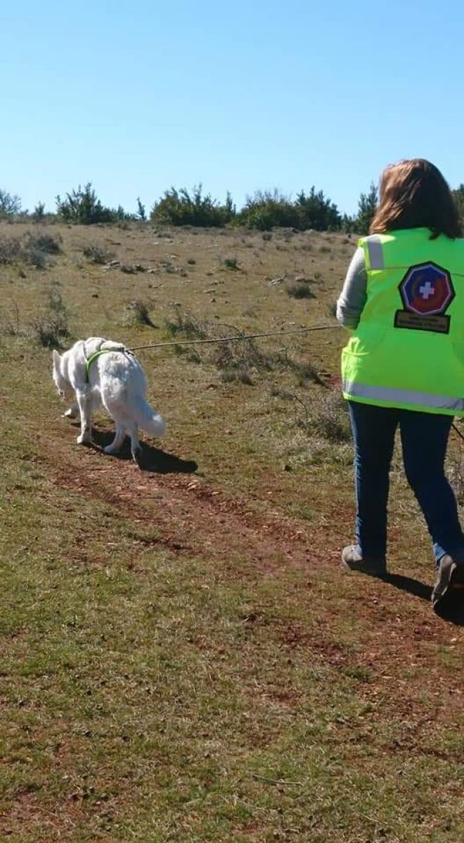 Résultats du Berger Blanc Suisse en RU