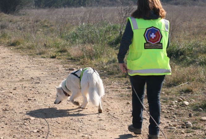 Résultats du Berger Blanc Suisse en RU