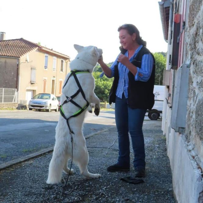 Résultats du Berger Blanc Suisse en RU