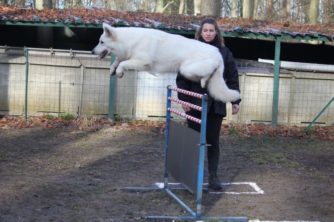 Résultats du Berger Blanc Suisse en ring