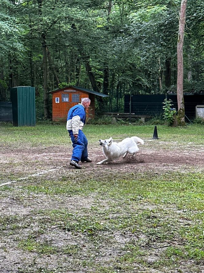 Résultats du Berger Blanc Suisse en ring