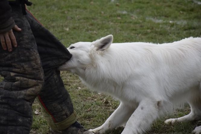 Résultats du Berger Blanc Suisse en ring