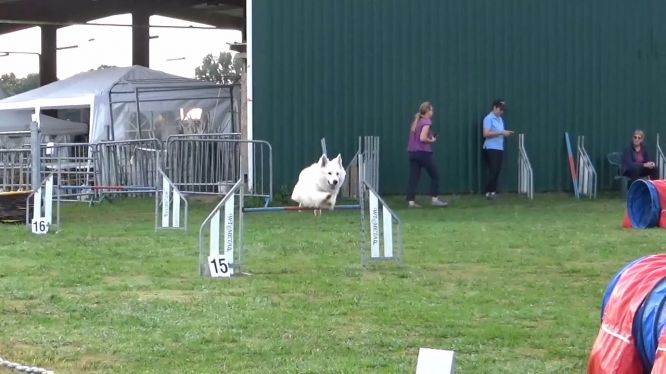 Résultats du Berger Blanc Suisse en agility