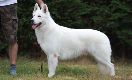 Champion berger blanc suisse
