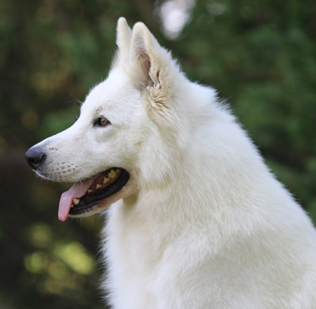 Etalon berger blanc suisse Etalon berger blanc suisse