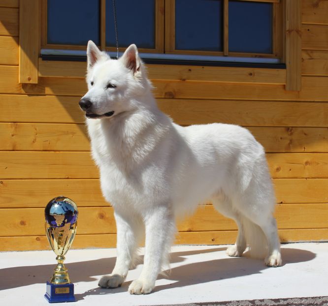 World Dog Show 2018