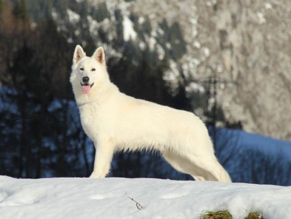 Juan Aiko P'tits Loups d'Amour