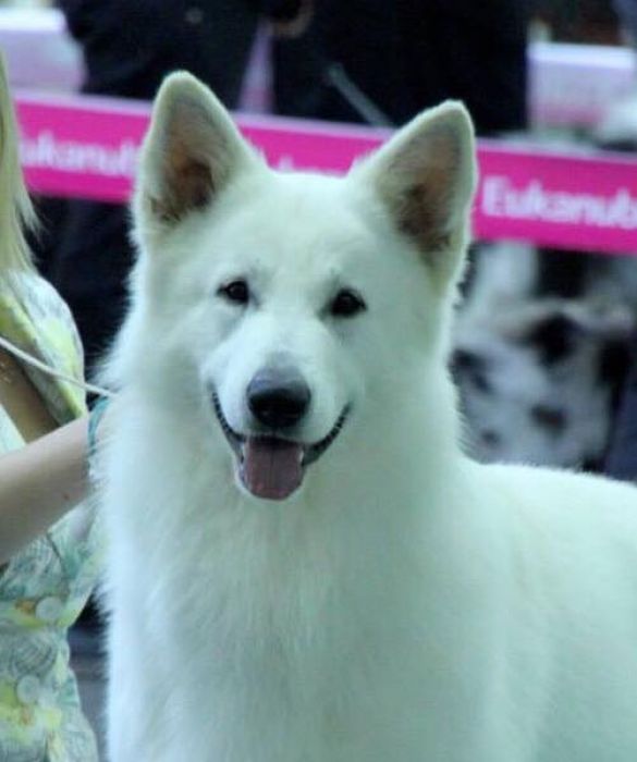 Joyfull White Angel's Beloved one 