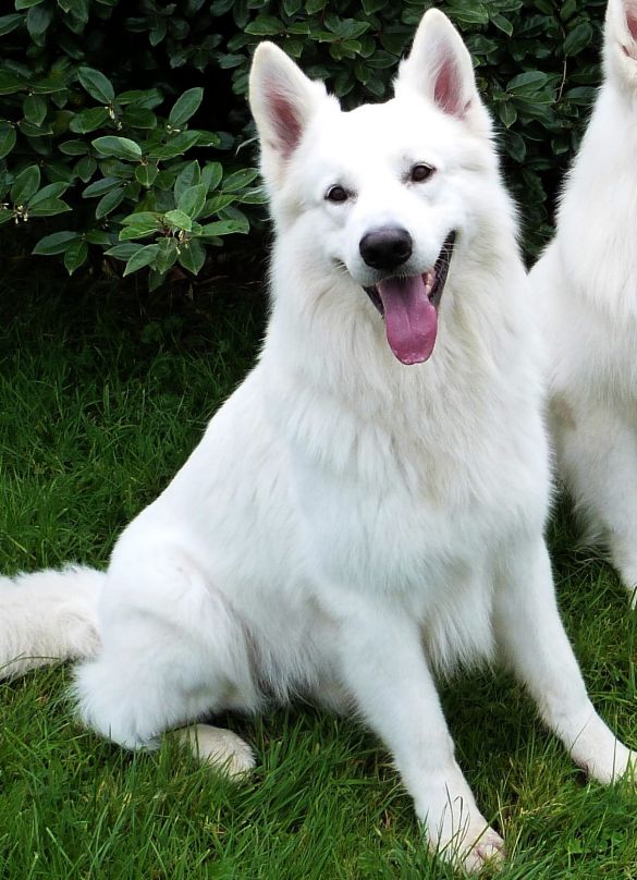 Ike des murmures de Wolfenne