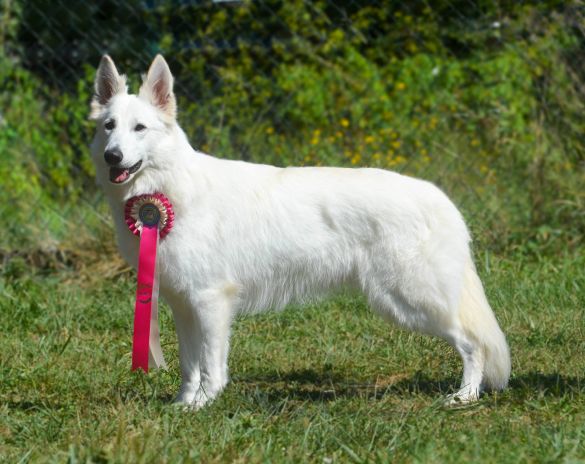 Ch. Maggie May de l'Aige de la Tournelle