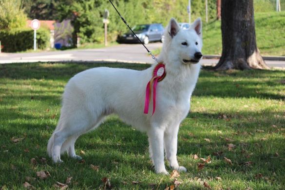 Ch. Legendary Snow Of White Swan