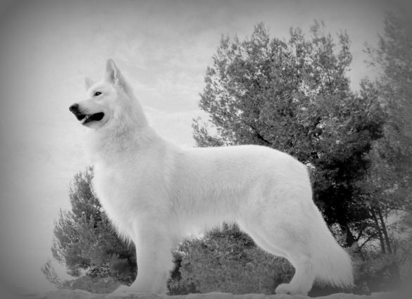 I'Lander du loup de la vieille église