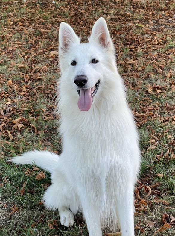 Petrus des Petites Pattes Blanches 
