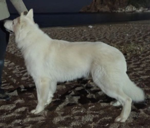 Ch. Merlin des Loups de la Garenne
