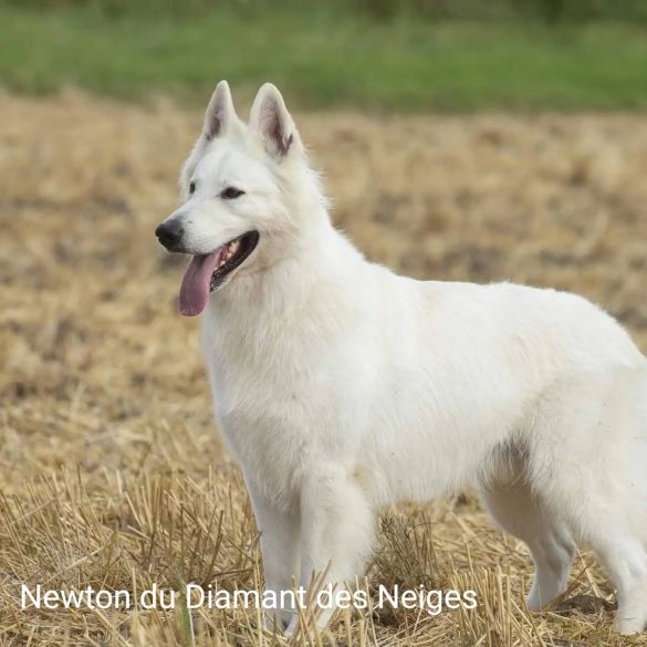 Portrait de Newton du Diamant des Neiges