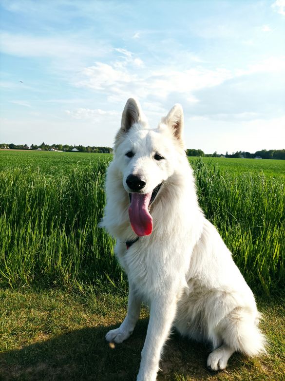 Portrait de Sirius de la Legende de Calypsone