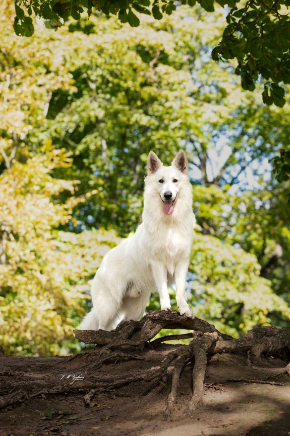 Shelby White Pearl Of Chester
