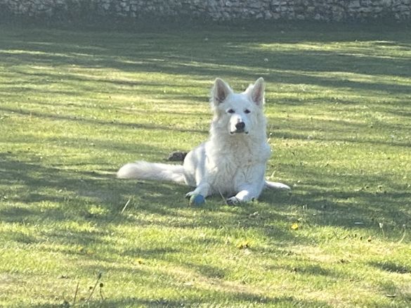 Romeo Rey Del Sol des Blancs de la Pierre Lune
