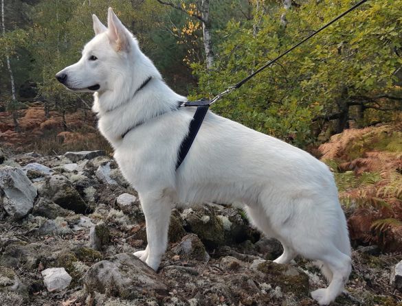 Sire Artus du Jardin des P'tits Loups