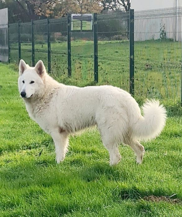 Unique Wolf ofworld Brenin du Flo des Roses