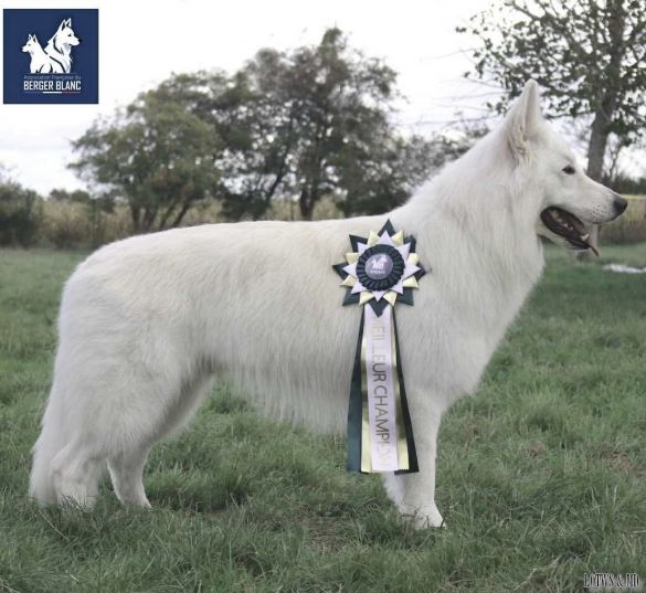 Ch. Over The Top Winner Biale Wilki Z Wilkowa
