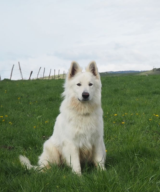 Roc'H Ar Hon du Mont de Sène
